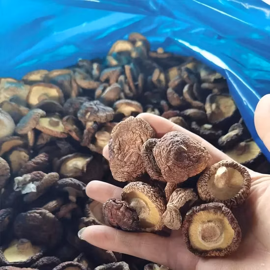 Funghi shiitake biologici essiccati di alta qualità in vendita calda