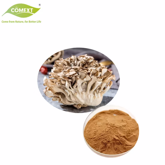 Estratto di Maitake in polvere, Estratto di Grifola Frondosa in polvere 4:1, Fungo biologico
